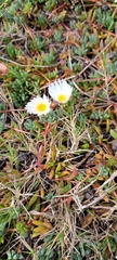 Lampranthus reptans