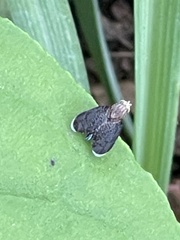 Eutreta noveboracensis