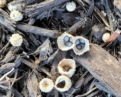 Nidulariaceae
