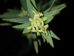 Pimelea microcephala
