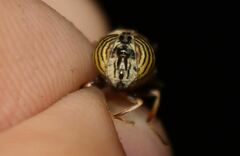 Eristalinus taeniops