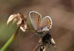 Plebejus argyrognomon