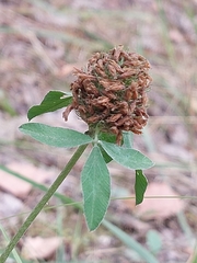 Trifolium