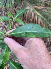 Psychotria daphnoides
