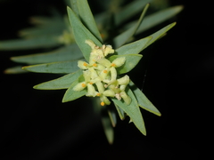 Pimelea microcephala