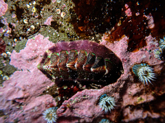 Onithochiton quercinus