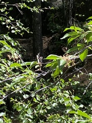 Limenitis weidemeyerii