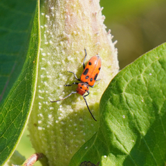 Tetraopes tetrophthalmus