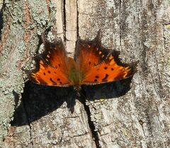 Polygonia progne