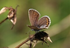 Plebejus argyrognomon