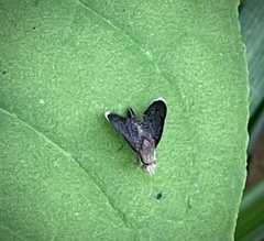 Eutreta noveboracensis