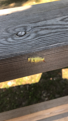 Calliteara pudibunda