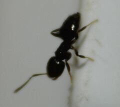 Brachymyrmex obscurior