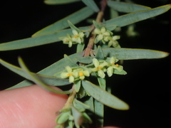Pimelea microcephala
