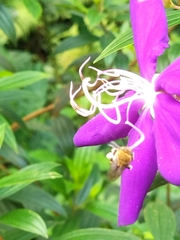 Zonamegilla