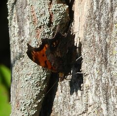 Polygonia progne