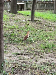 Gorsachius melanolophus