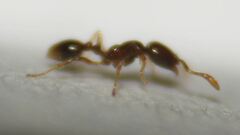 Solenopsis