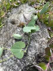 Aristolochia styoglossa
