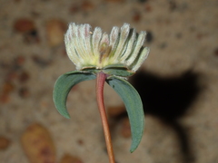 Pimelea