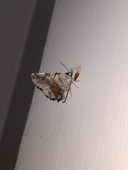 Geometridae