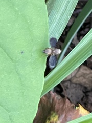 Eutreta noveboracensis