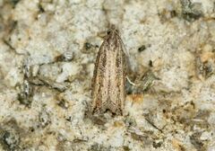 Bactra venosana