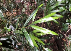 Podocarpus elatus