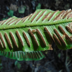 Asplenium scolopendrium