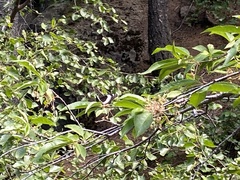 Limenitis weidemeyerii