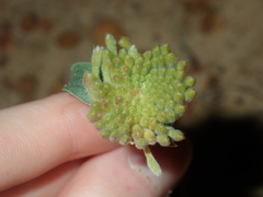 Pimelea