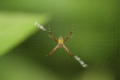 Argiope anasuja