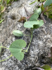 Aristolochia styoglossa