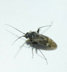 Europiella