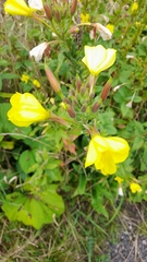 Oenothera glazioviana