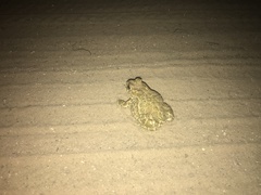 Bufotes viridis viridis