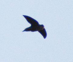 Chaetura pelagica