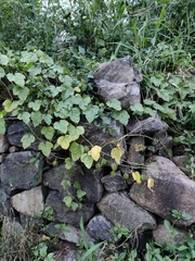 Cucumis maderaspatanus