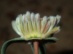 Pimelea