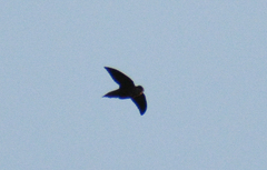 Chaetura pelagica