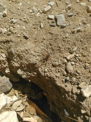 Delta unguiculatum