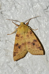 Xanthia icteritia