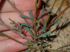 Pimelea