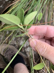 Hoya australis