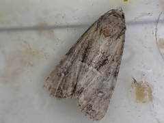 Mesoligia furuncula