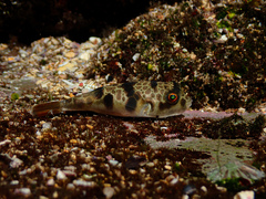 Tetractenos glaber