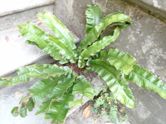 Asplenium scolopendrium