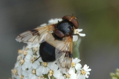 Volucella pellucens
