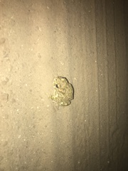 Bufotes viridis viridis