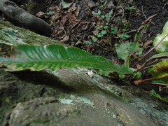 Asplenium scolopendrium
